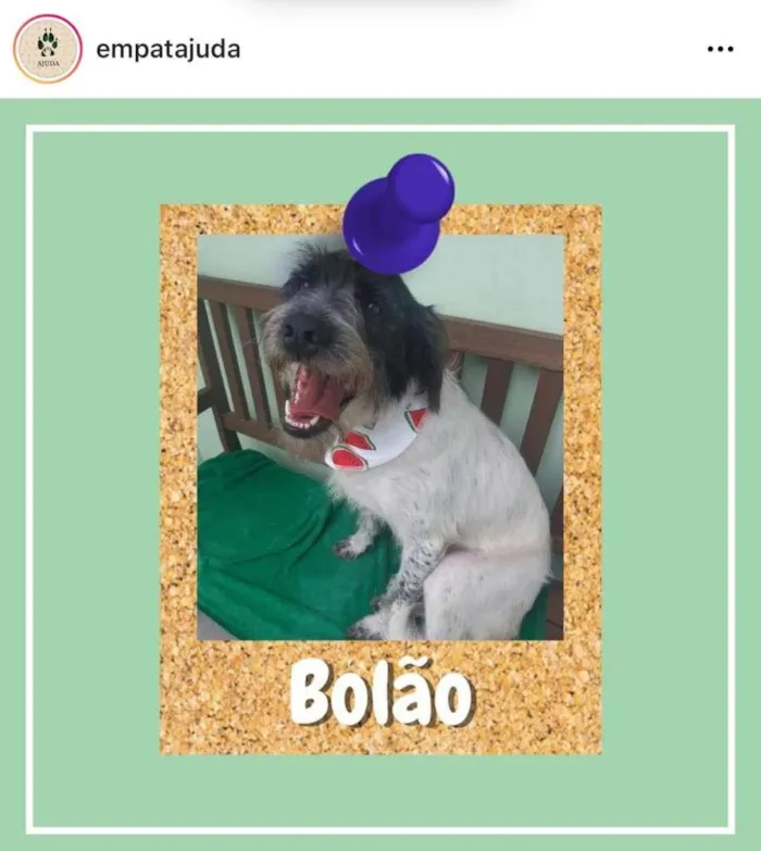 Cachorro ra a SRD-ViraLata idade 1 ano nome Bolão