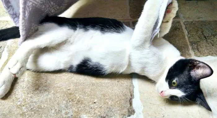 Gato ra a srd idade 2 a 6 meses nome frajola