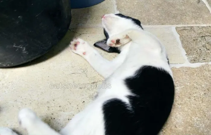 Gato ra a srd idade 2 a 6 meses nome frajola