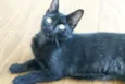 gatinho castrado
