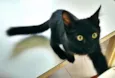 gatinho castrado