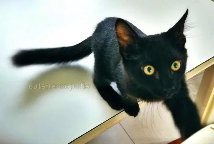 Gato ra a srd idade 2 a 6 meses nome gatinho castrado