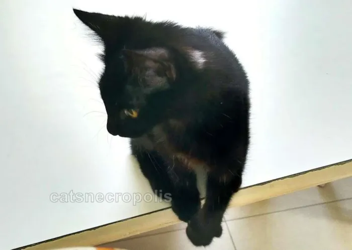 Gato ra a srd idade 2 a 6 meses nome gatinho castrado