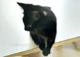 gatinho castrado
