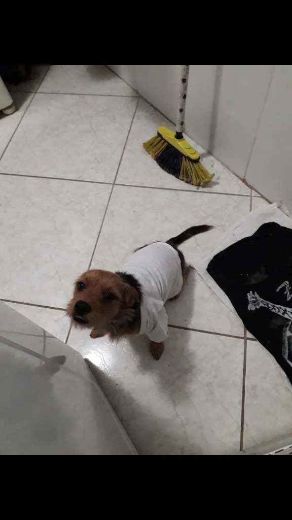 Cachorro raça Pinscher com yorkshire idade 3 anos nome Marley
