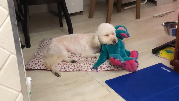 Cachorro ra a Poodle idade 3 anos nome Mel