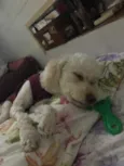 Mel