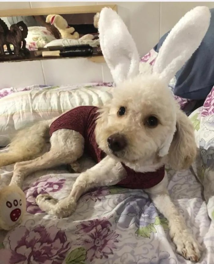 Cachorro ra a Poodle idade 3 anos nome Mel