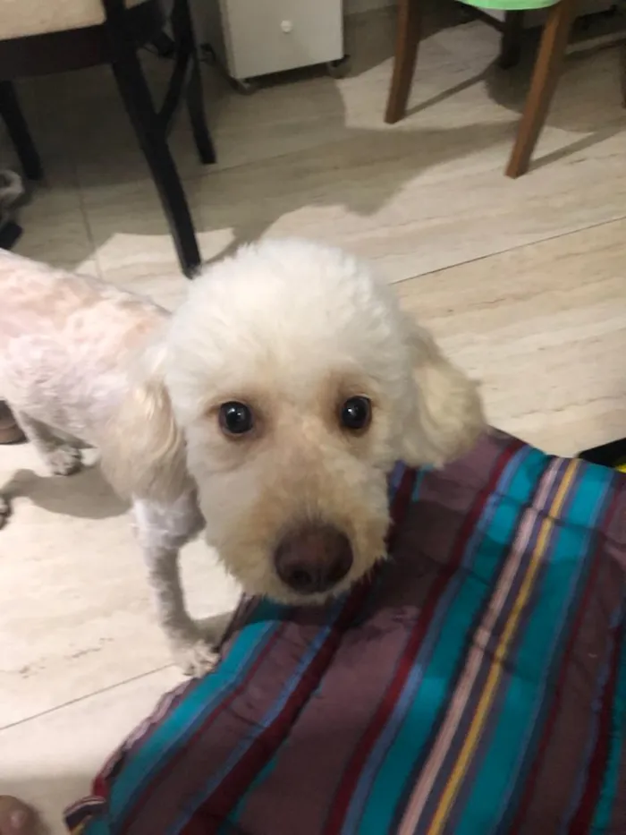 Cachorro ra a Poodle idade 3 anos nome Mel