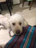 Mel