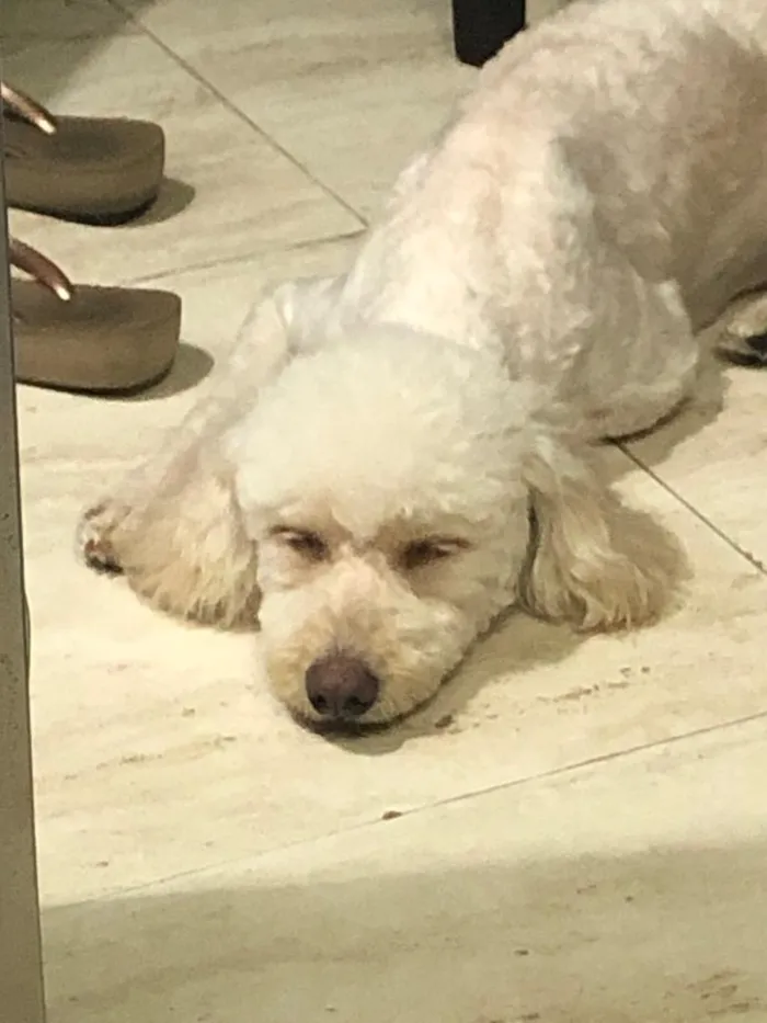 Cachorro ra a Poodle idade 3 anos nome Mel