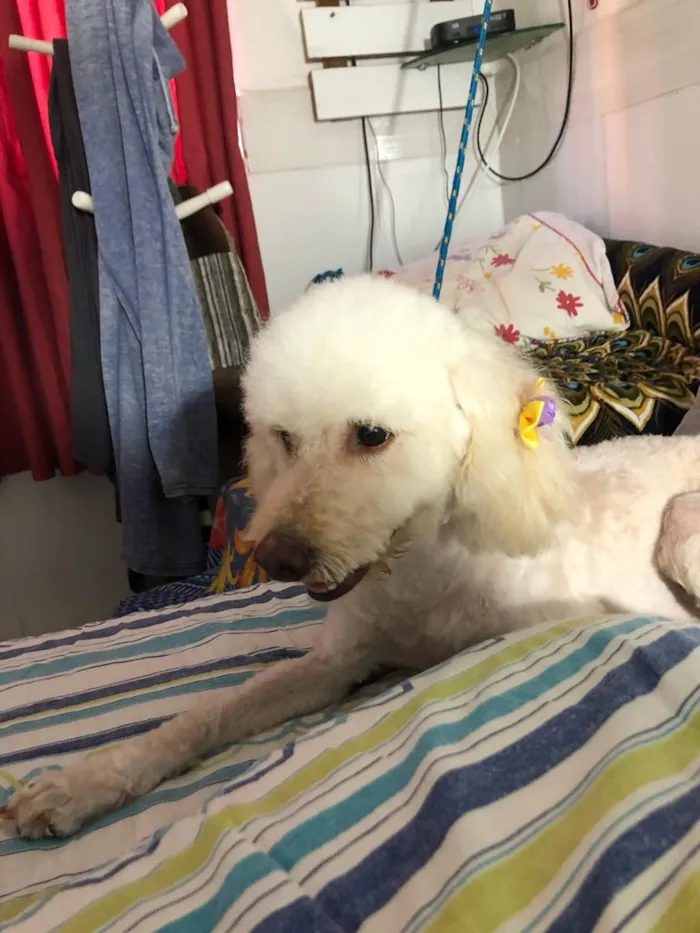 Cachorro ra a Poodle idade 3 anos nome Mel