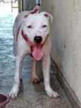Rico