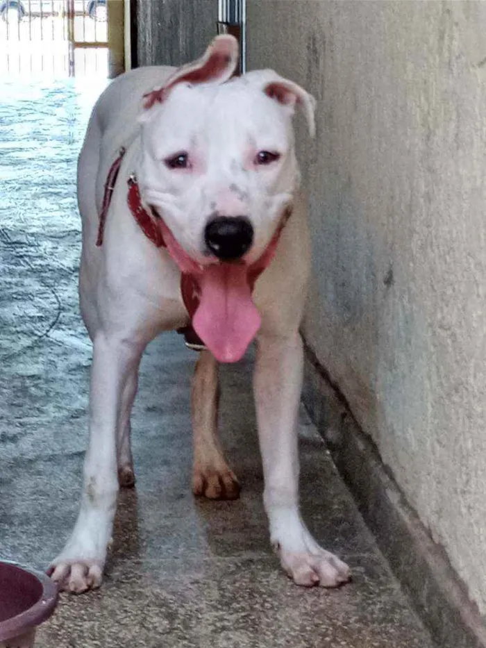 Cachorro ra a Pitbull  idade 7 a 11 meses nome Rico