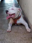 Rico