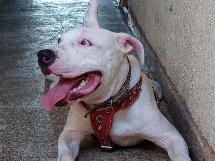 Cachorro ra a Pitbull  idade 7 a 11 meses nome Rico
