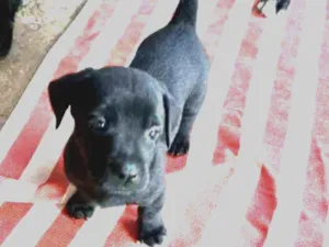 Cachorro raça SRD-ViraLata idade 2 a 6 meses nome Filhote