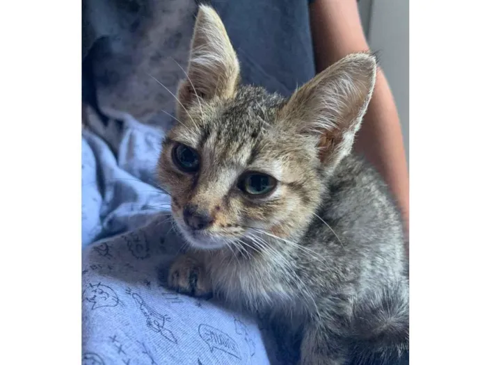 Gato ra a vira lata  idade Abaixo de 2 meses nome Não tem