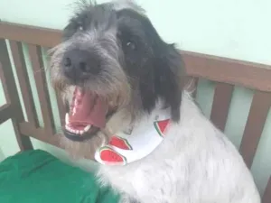 Cachorro raça SRD-ViraLata idade 1 ano nome Bolão