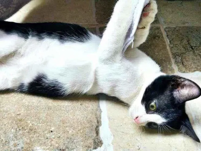 Gato ra a srd idade 2 a 6 meses nome frajola