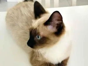 Gato raça srd idade 2 a 6 meses nome filhote castrada