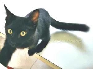 Gato raça srd idade 2 a 6 meses nome gatinho castrado