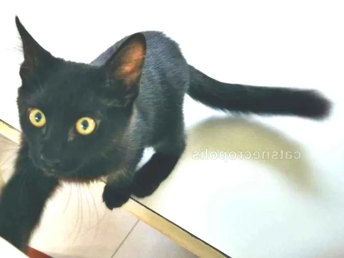 Gato ra a srd idade 2 a 6 meses nome gatinho castrado