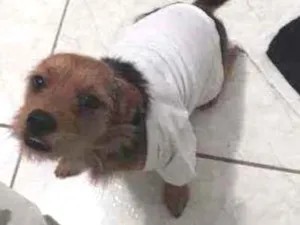 Cachorro raça Pinscher com yorkshire idade 3 anos nome Marley
