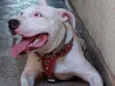 Rico