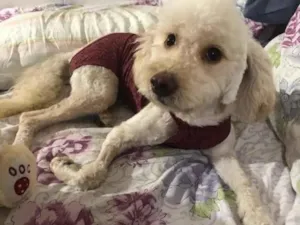 Cachorro raça Poodle idade 3 anos nome Mel