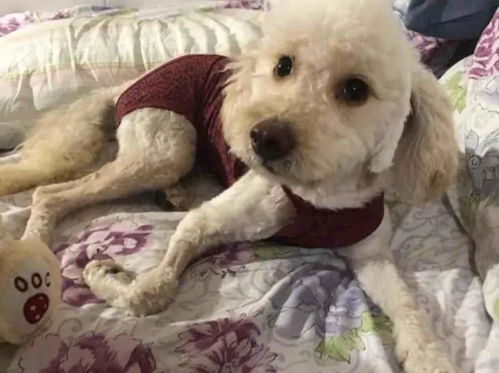 Cachorro ra a Poodle idade 3 anos nome Mel