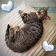 Kit cat