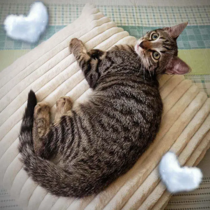 Gato ra a Srd idade 2 a 6 meses nome Kit cat