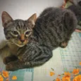 Kit cat