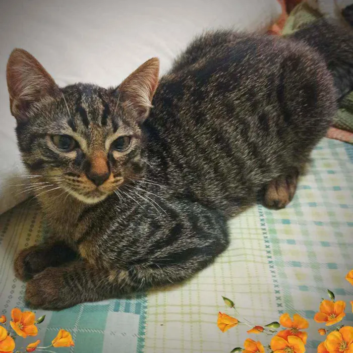 Gato ra a Srd idade 2 a 6 meses nome Kit cat