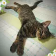 Kit cat