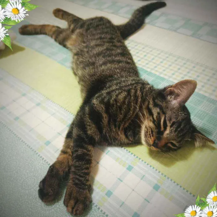 Gato ra a Srd idade 2 a 6 meses nome Kit cat