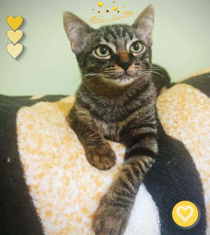 Gato ra a Srd idade 2 a 6 meses nome Kit cat