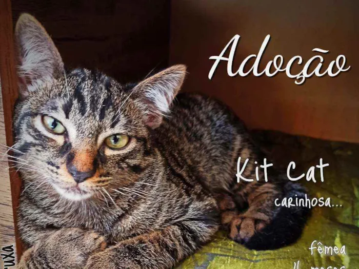 Gato ra a Srd idade 2 a 6 meses nome Kit cat