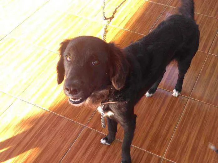 Cachorro raça Srd idade 1 ano nome Pretinho