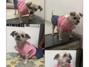Cachorro raça Vira lata  idade 5 anos nome Pedrita