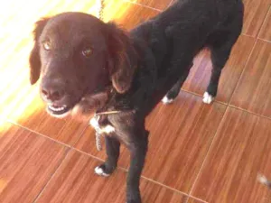 Cachorro raça Srd idade 1 ano nome Pretinho
