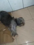 Preta