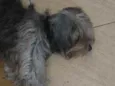 Preta
