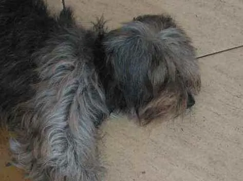 Cachorro raça Srd idade 2 anos nome Preta