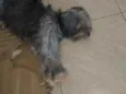 Preta