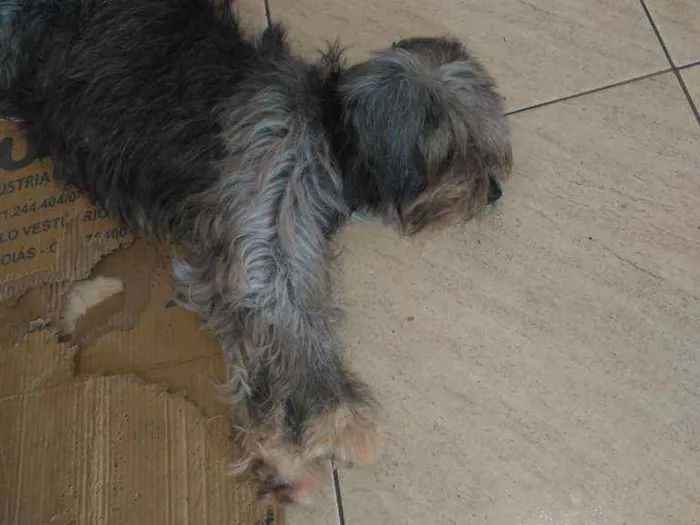 Cachorro raça Srd idade 2 anos nome Preta