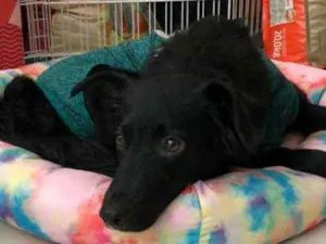 Cachorro raça Srd idade 7 a 11 meses nome Granola
