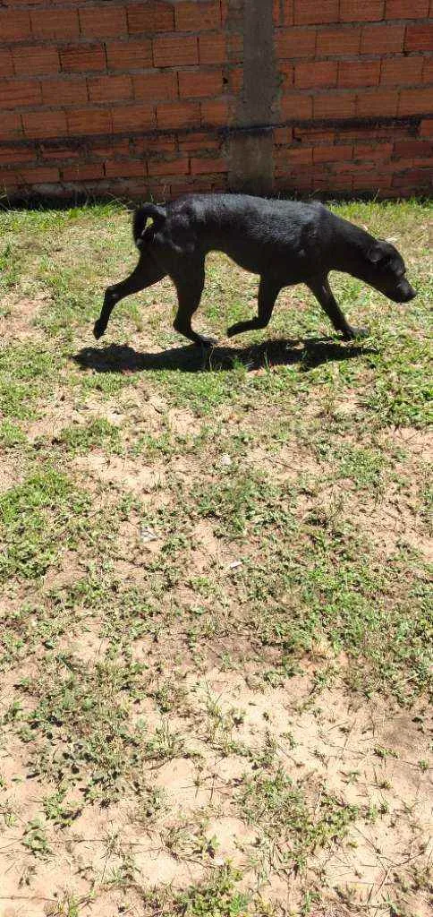 Cachorro raça SRD idade 1 ano nome Pantera 