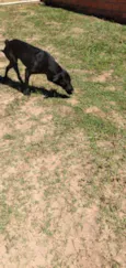 Pantera 